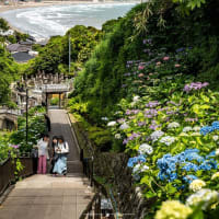 四葩の頃【成就院】震災復興の願いを込めた移植を経た今、2025年の新たな紫陽花風景