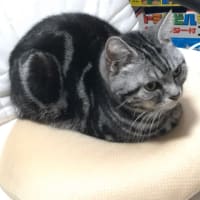 猫の日