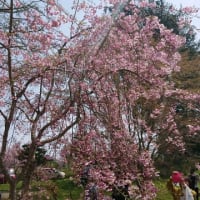 桜バスツアー！北海道