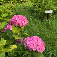 紫陽花が見頃を迎え・・・ & キウイとレモンのビタミンウォーター（デトックスウォーター）　〜♪