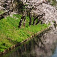 2025みちのく三大桜名所・弘前公園