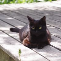 黒猫ウッドデッキ