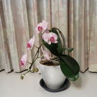 祝い花・胡蝶蘭の再生