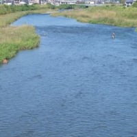 2024神奈川河川ﾎﾟﾀﾘﾝｸﾞ『狩川』④仙了川との合流