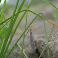 翅が黒くないハグロトンボ