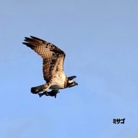 01/29探鳥記録写真（2022年度総集編-4：10月～11月分）