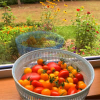 こんなようすです　　夏本番