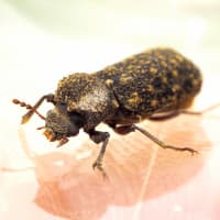 セマダラナガシンクイ