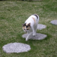 出会った三毛猫