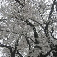 柳瀬川の桜③