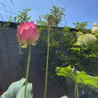 水辺のお花たち