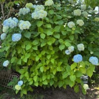 ユリの花　開花