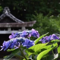 玉敷神社のアジサイ