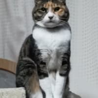 最近のおばあちゃん