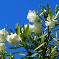 大船FC～夏の花散歩