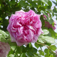 「軽井沢レイクガーデン総集編④」イングリッシュローズガーデンに咲く薔薇たち①～写真と短歌で綴る世界文化紀行