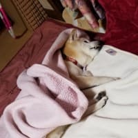 クリンへの想いは尽きなくて・・・290