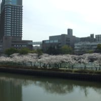 桜満開！(大阪城＆桜の宮）