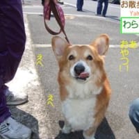 コーギー　わらびくん