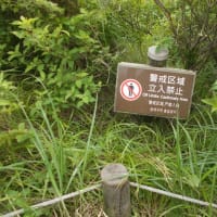普賢岳新ルート巡視2506