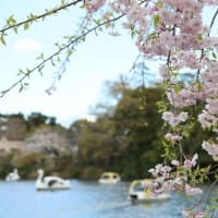 閑話休題：池上の桜と洗足池