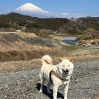 富士山を見に行って来た。