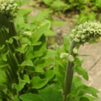庭の花たち