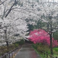 清水公園の桜は今週が見頃