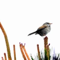 04/27探鳥記録写真：はまゆう公園の鳥たち（ウグイス、ホオジロ、ツバメ、）