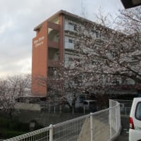 桜が咲きました