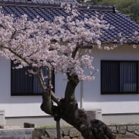 香川家長屋門の桜　2024.4.5