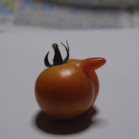 福井　変なトマト