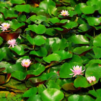 今朝早く、今川の花池に蓮の花の開花を見に行って来ました、通勤ラッシュに出会い、思う様に進まず、イライラ爺は、現地到着までに体力消耗為て、思う様に蓮の花と向き合え無かった。