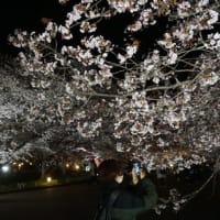 ミモロの京都桜巡り2023。別世界にいるいたい！「京都府立植物園」の桜のライトアップ