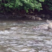 鮎、仁科川小型目立つ