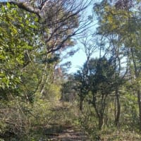 生駒山上廃別荘群