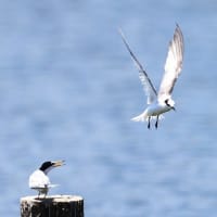 ロクヨンでコアジサシ