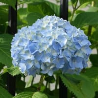 6/21　めぐり～散歩道の花たち(56)