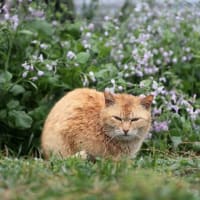 九州D島の猫たち　2025年4月　その1