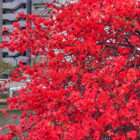 京都