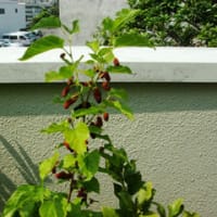 桑の実
