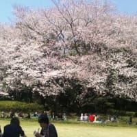 2012お花見　総集編