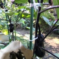 家庭菜園（2020.6.9）