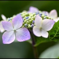 「小野池あじさい公園」の  アジサイ
