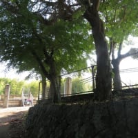 「じいじ走る」