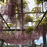 藤島歴史公園の藤の花