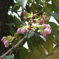 多摩自然科学園の桜４