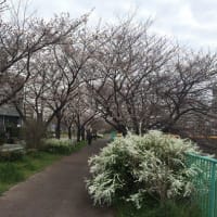桜咲くからチェンマイへ