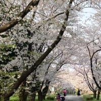 桜も満開！！新学期もスタートです。