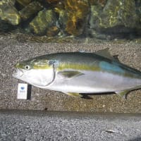 シーズン到来
